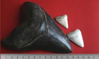 世界上最稀有的鲨鱼 世界上最稀有的鲨鱼